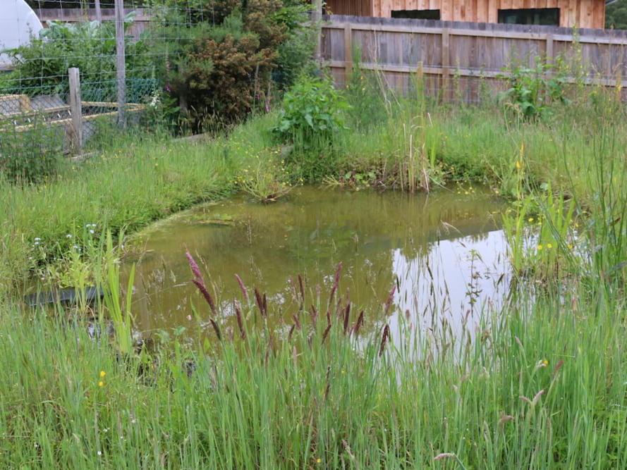 Pond Creation - One Year On