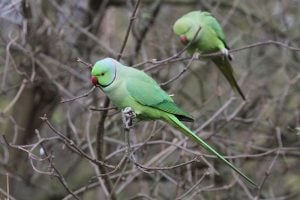 The joys and horrors of Parakeets on bird feeders, and what we've learnt from our customers