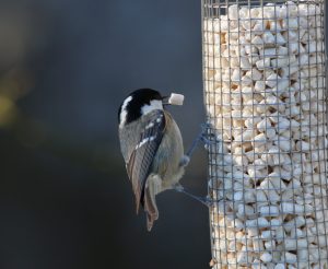 A Coal tit is clinging to a mesh feeder which is filled with suet pellets, with the bird having just pulled one out through the mesh