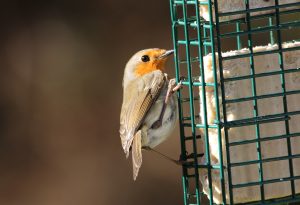An adult Robin is clinging to a cage feeder which has a suet block in it