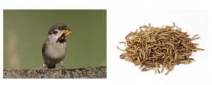 Guide to Feeding Live Mealworms to Garden Birds