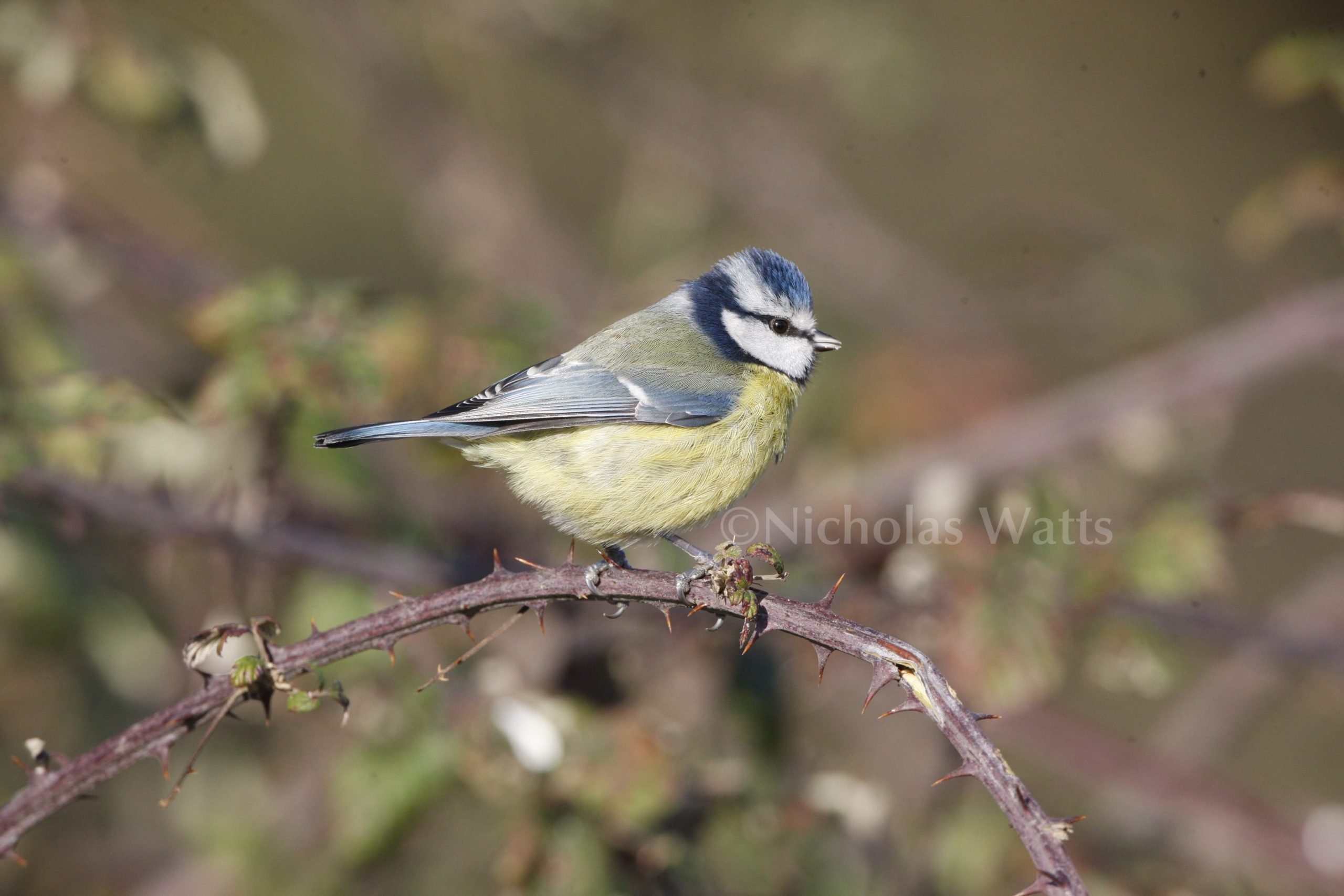 Birds Worst Breeding Season Tits Cent