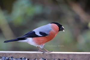 A male Bullfinch is standing on the edge of a ground feeding tray which has black sunflower seeds in it