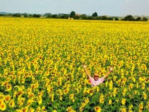 How We Grow & Harvest Sunflowers