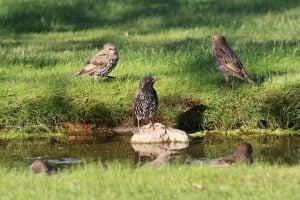 Protecting garden birds and other wildlife during a heatwave