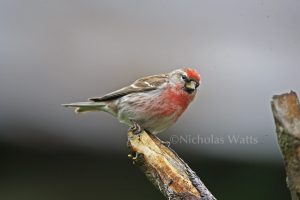 A male lesser Redpoll is perched on the end of a twig