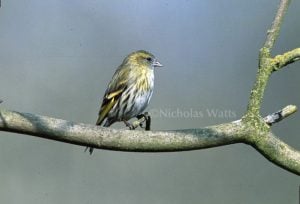 Siskin