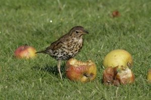 Song thrush