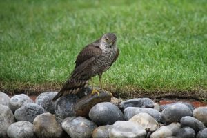 Sparrowhawk