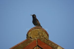 Starling