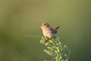 A Wren is perched on a plant as it sings with sunlight bathing it