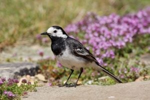 The aptly named pied wagtail