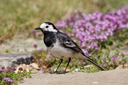The aptly named pied wagtail - Vine House Farm
