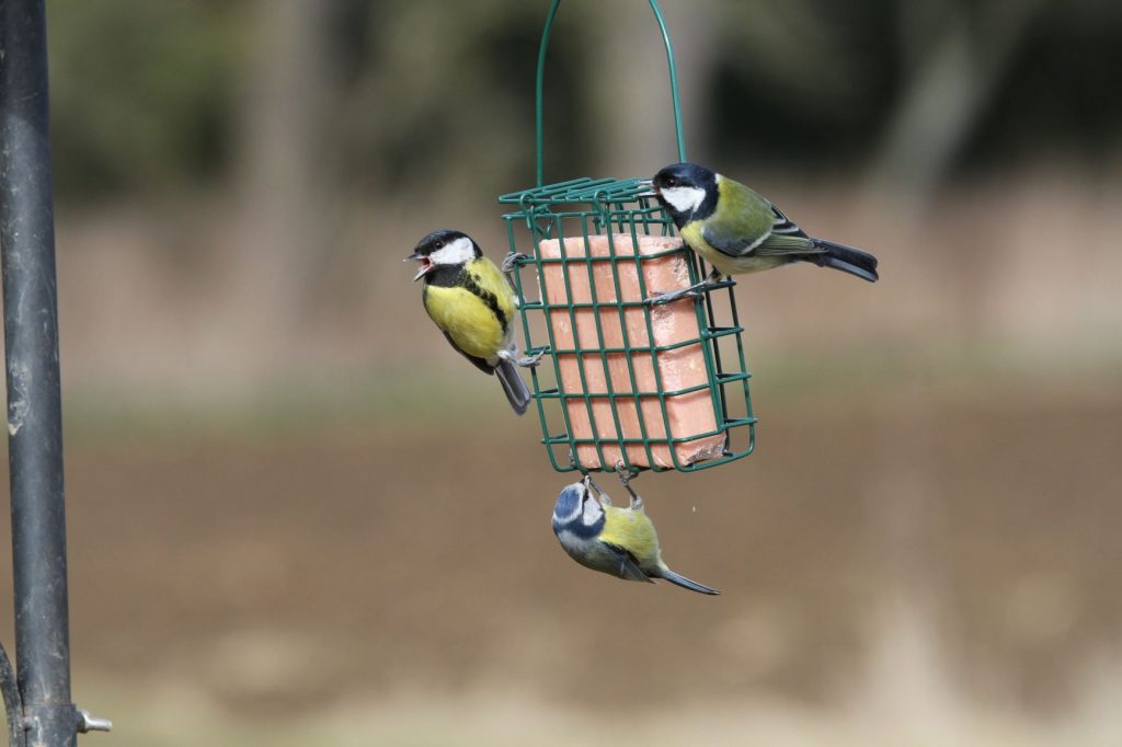 Our core range of suet products are now back in stock