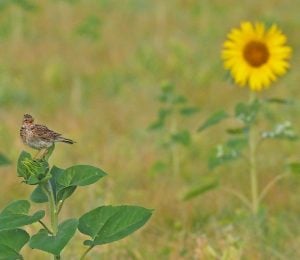 Vine House Farm featured on the BBC's A Wild Year