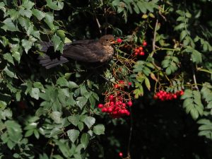 Why the new Blackbirds in your garden may be from Norway - or Russia!