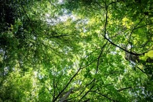 Plant more trees!