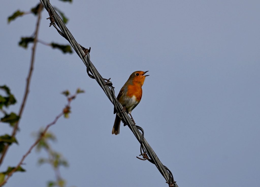 Birdsong can be easily overlooked