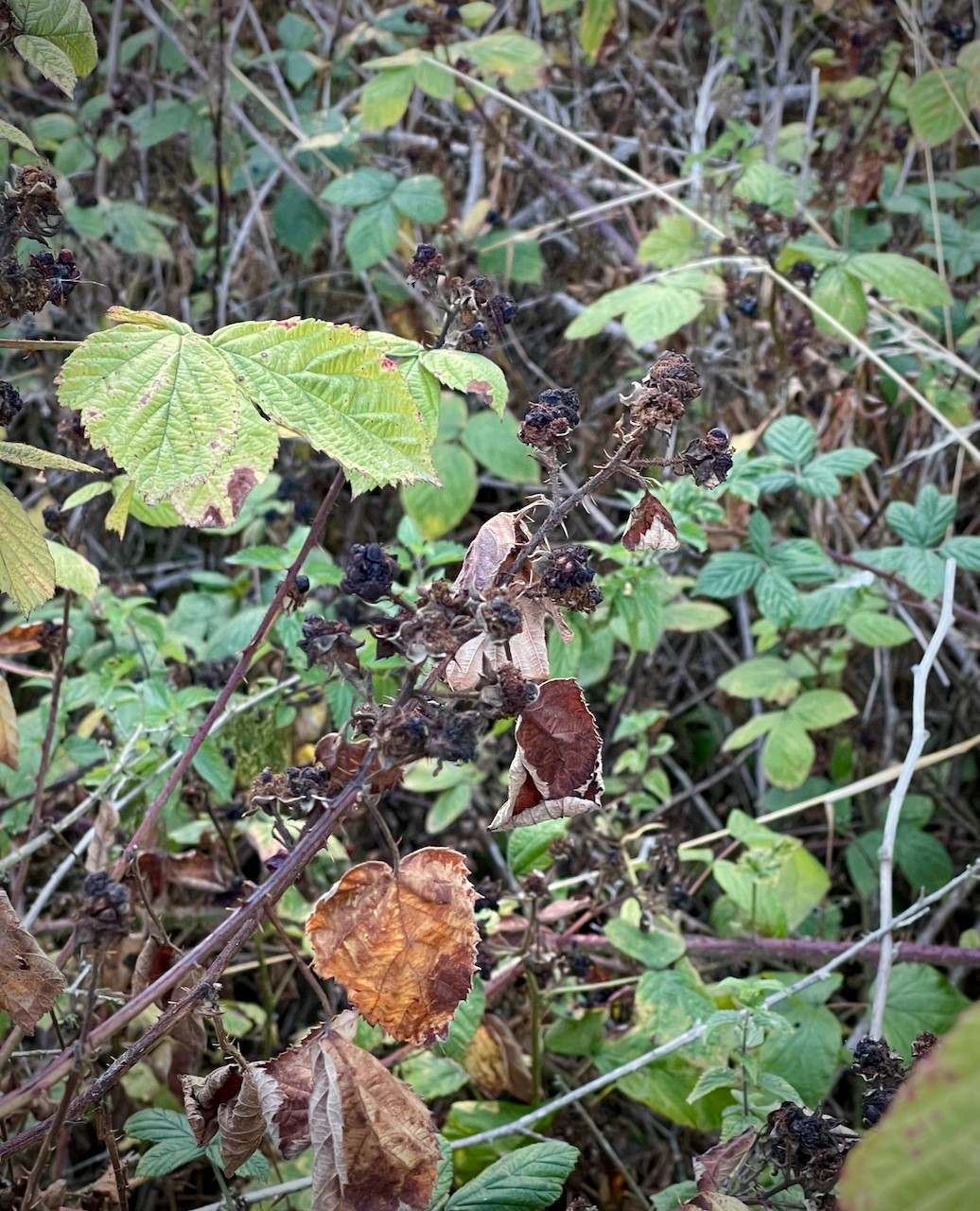 False autumn - a problem for wildlife - Vine House Farm