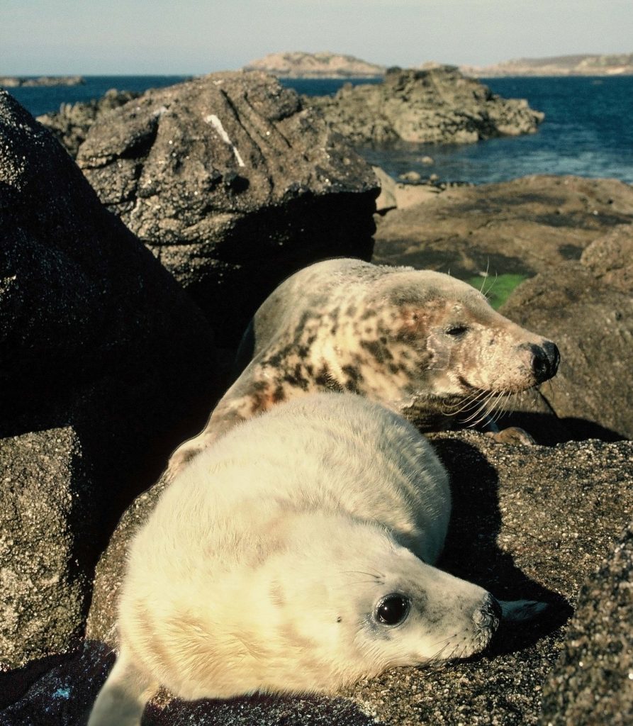 Seals at Summer’s End