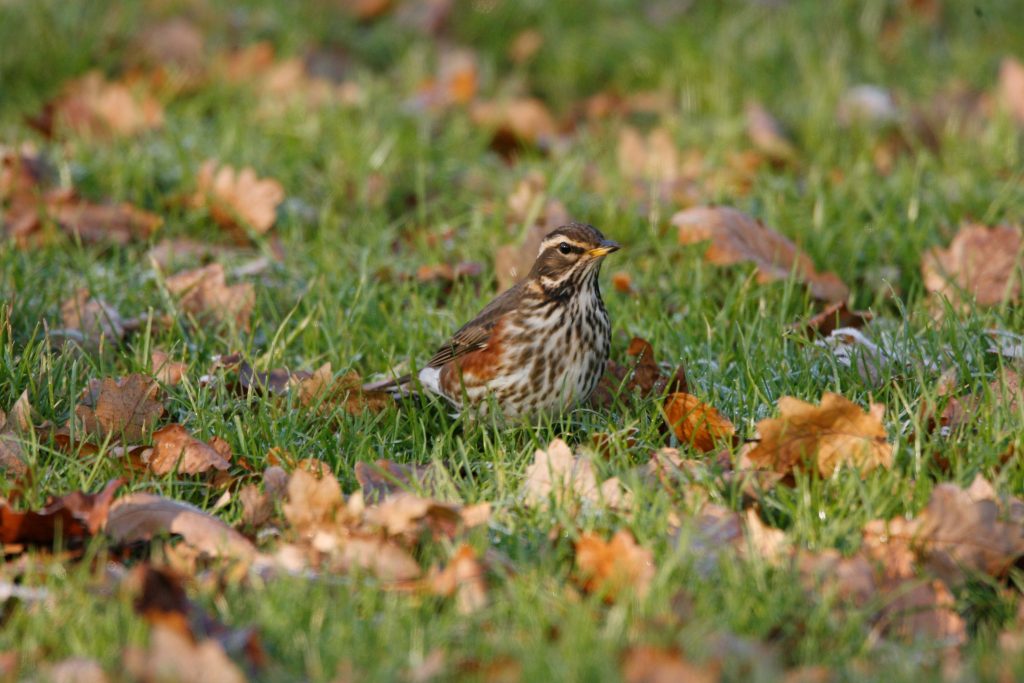 The value of fallen leaves to garden birds and other wildlife