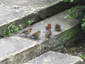 Newsletter 204 May