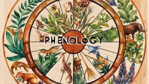 Phenology