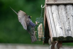 Suet isn’t just for winter