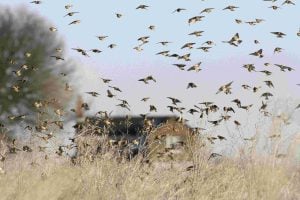 Linnets and their survival