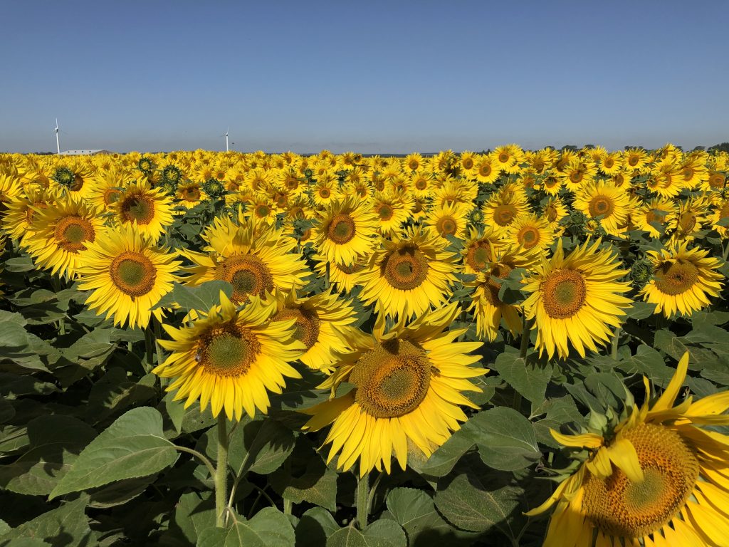 How to Grow & Care For Sunflowers