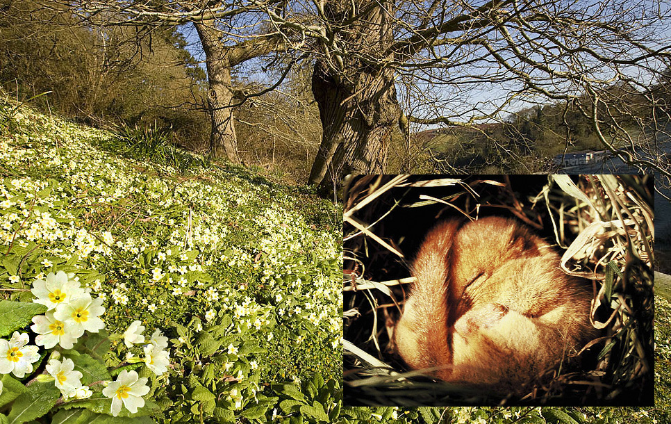 Signs of Spring - Vine House Farm