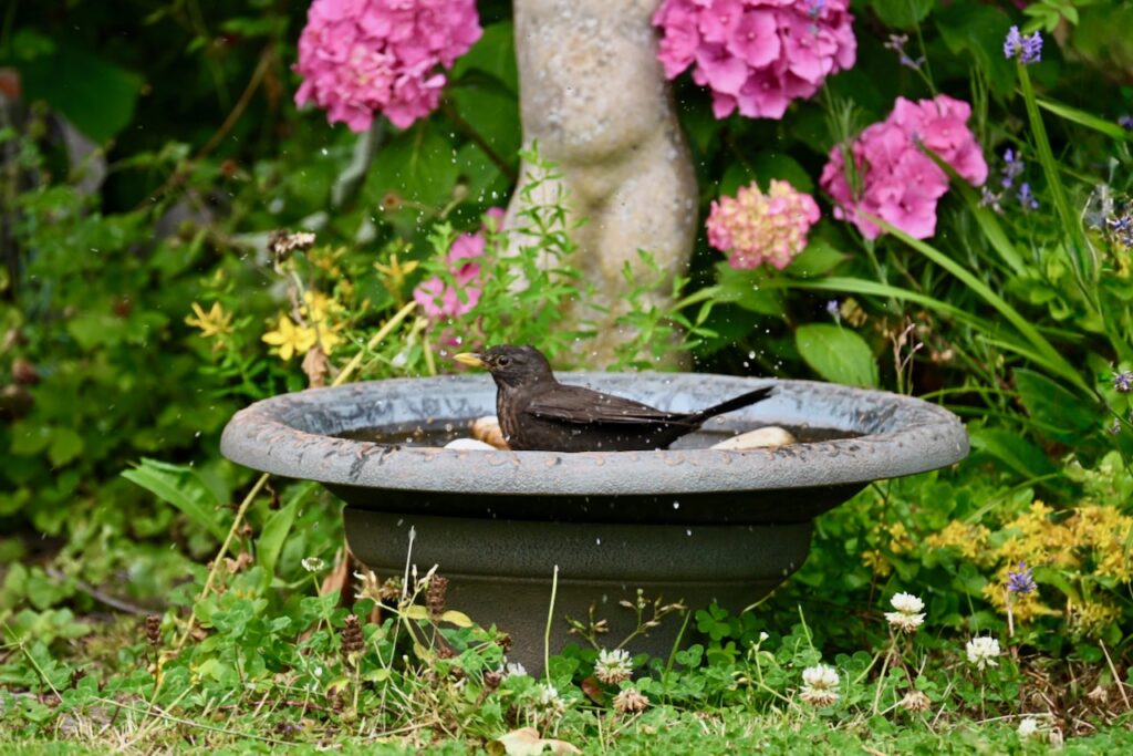 Why Clean Water is a Lifeline for Garden Birds