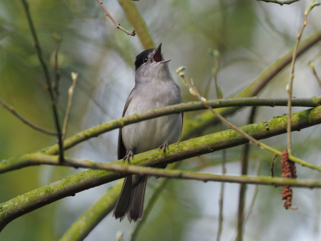 Songbirds are helping trees pollinate in early spring
