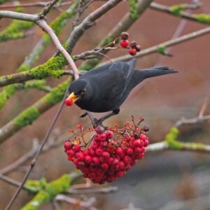 Surviving the Summer Heatwaves and How Your Garden Can Help
