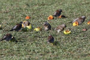 How do birds prepare for winter?