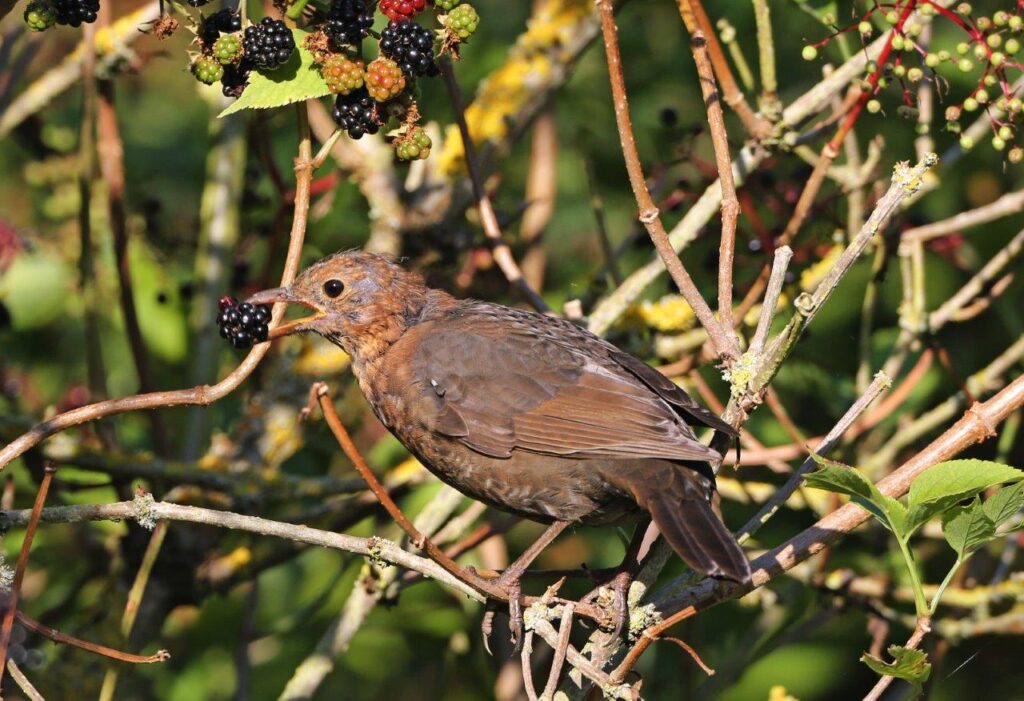 The Importance of the Autumn Moult
