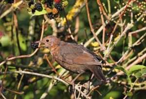 The Importance of the Autumn Moult