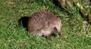 Hedgehogs and Heatwaves Don’t Mix